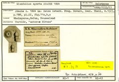 Karteikarte zum Holotyp von Glandulina aperta Stache, 1864